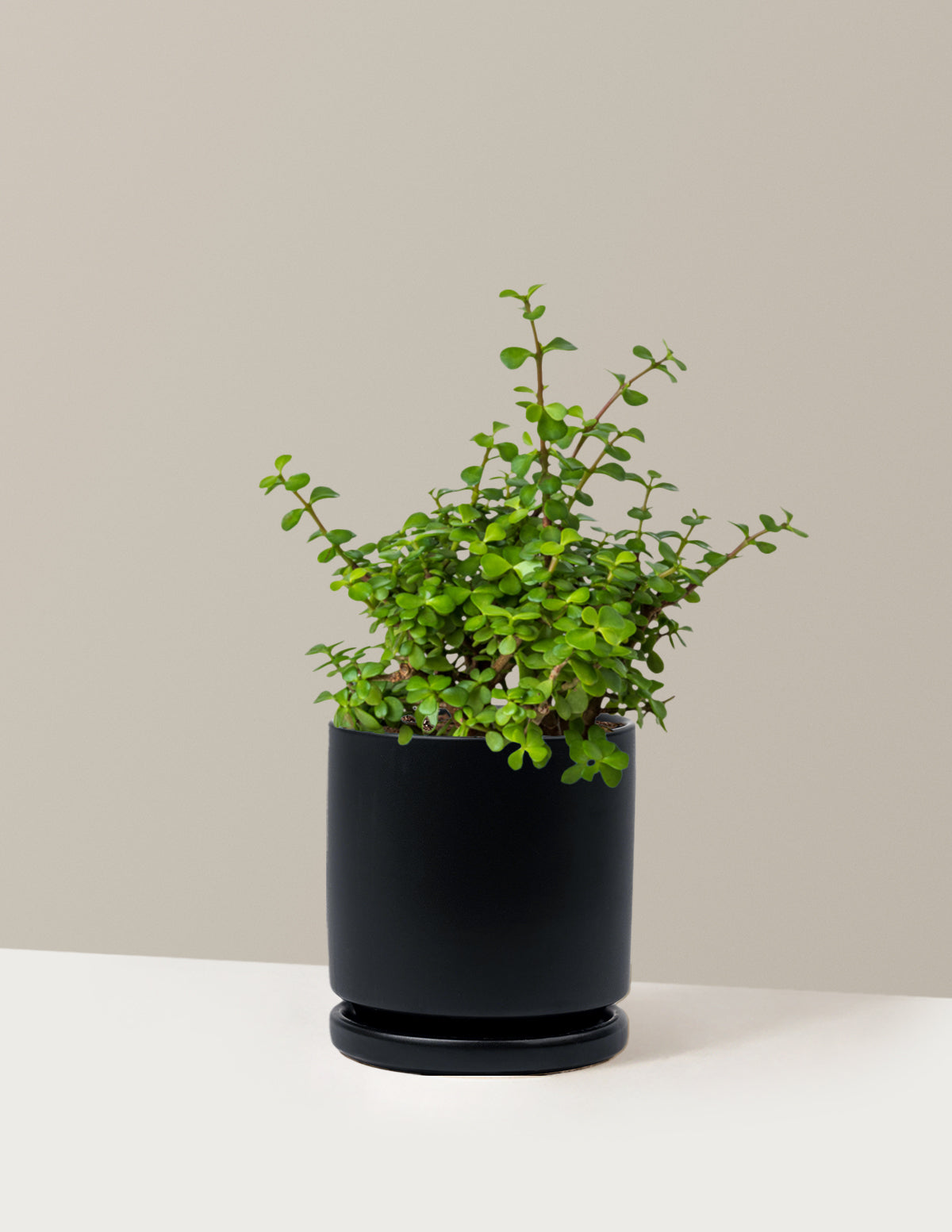Elephant Bush Prosperity Plant