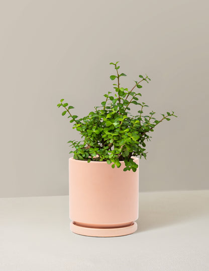 Elephant Bush Prosperity Plant
