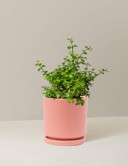 Elephant Bush Prosperity Plant