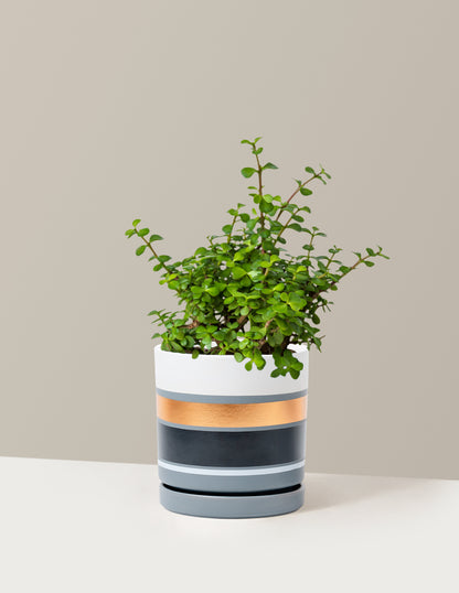 Elephant Bush Prosperity Plant