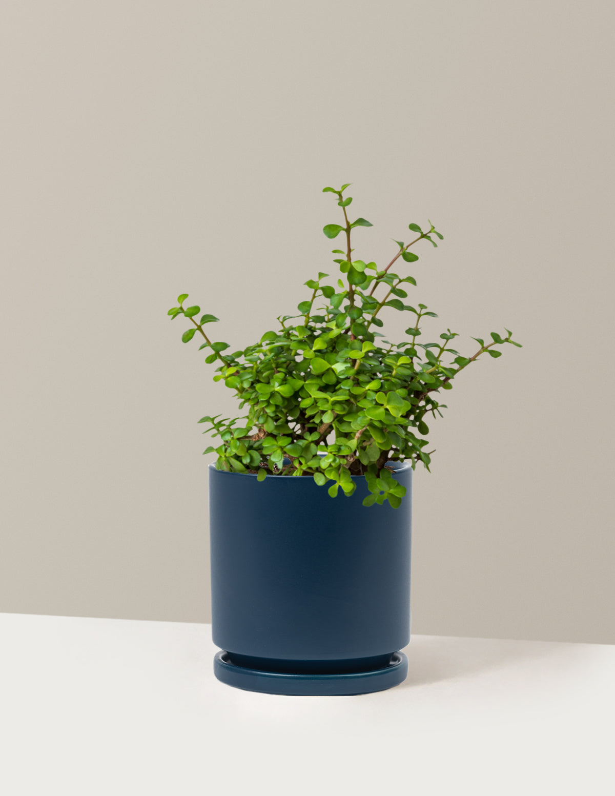 Elephant Bush Prosperity Plant