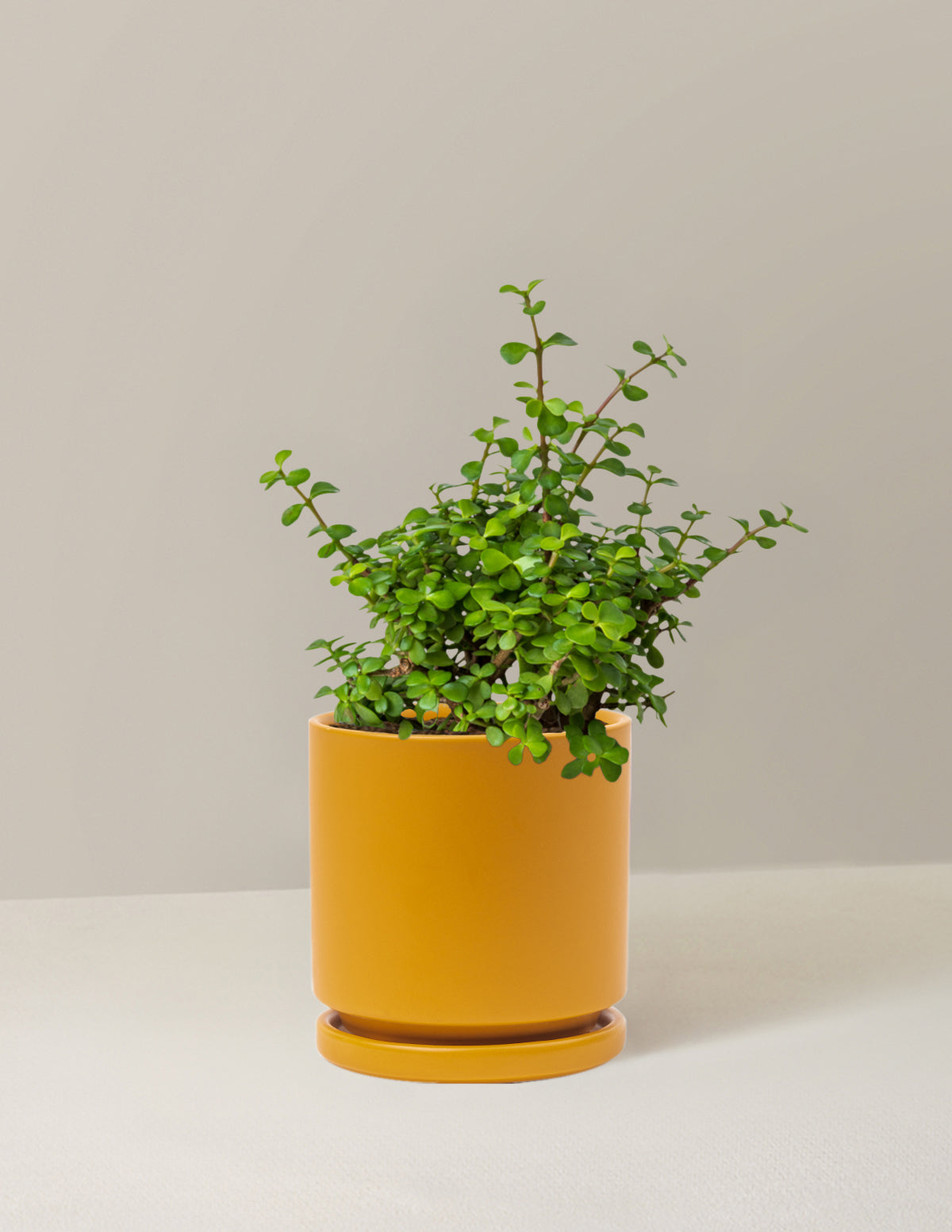 Elephant Bush Prosperity Plant