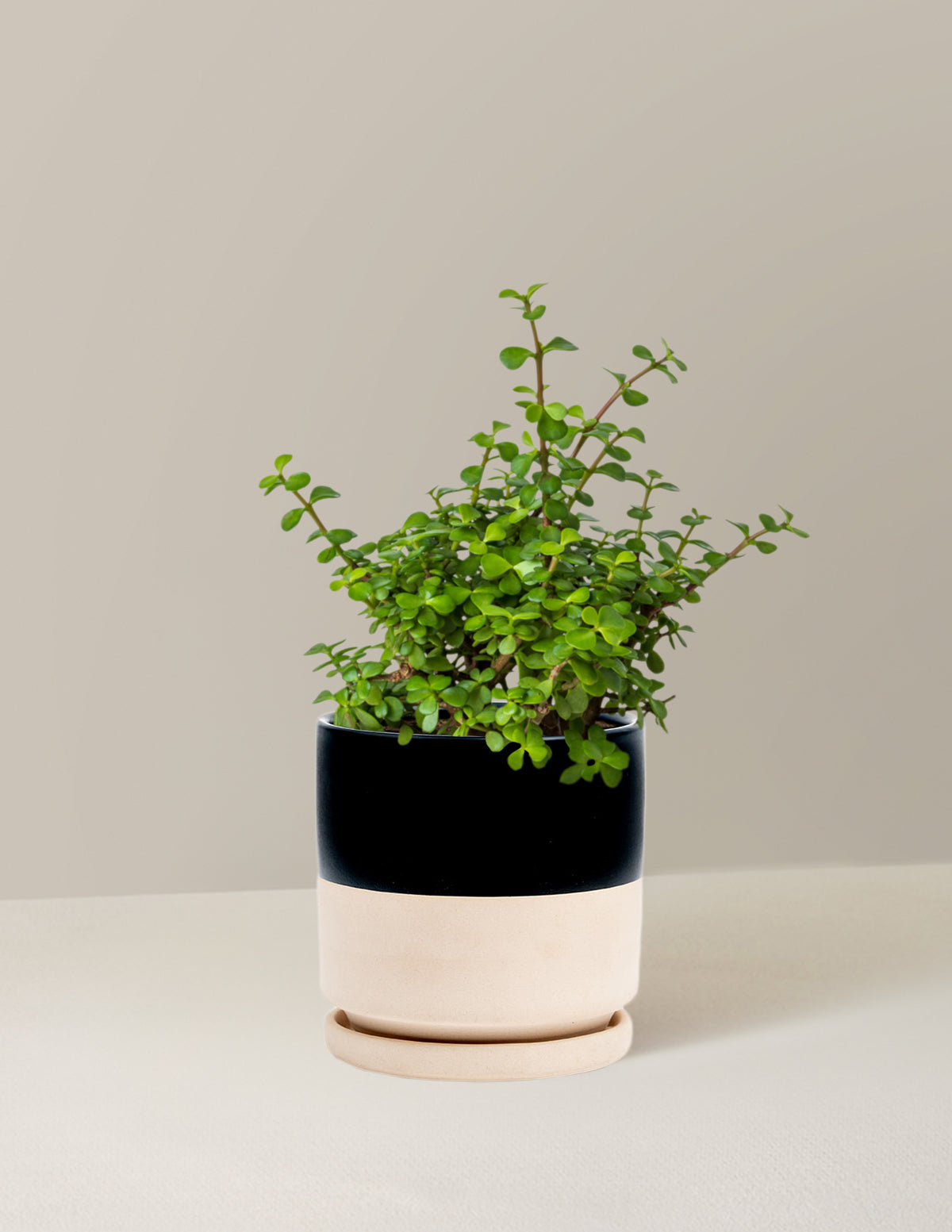 Elephant Bush Prosperity Plant