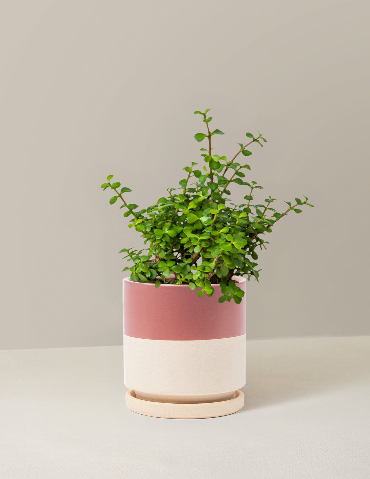 portulacaria afra pet safe Elephant Bush Prosperity Plant with Planter - Medium (6-8" tall) Black Planter