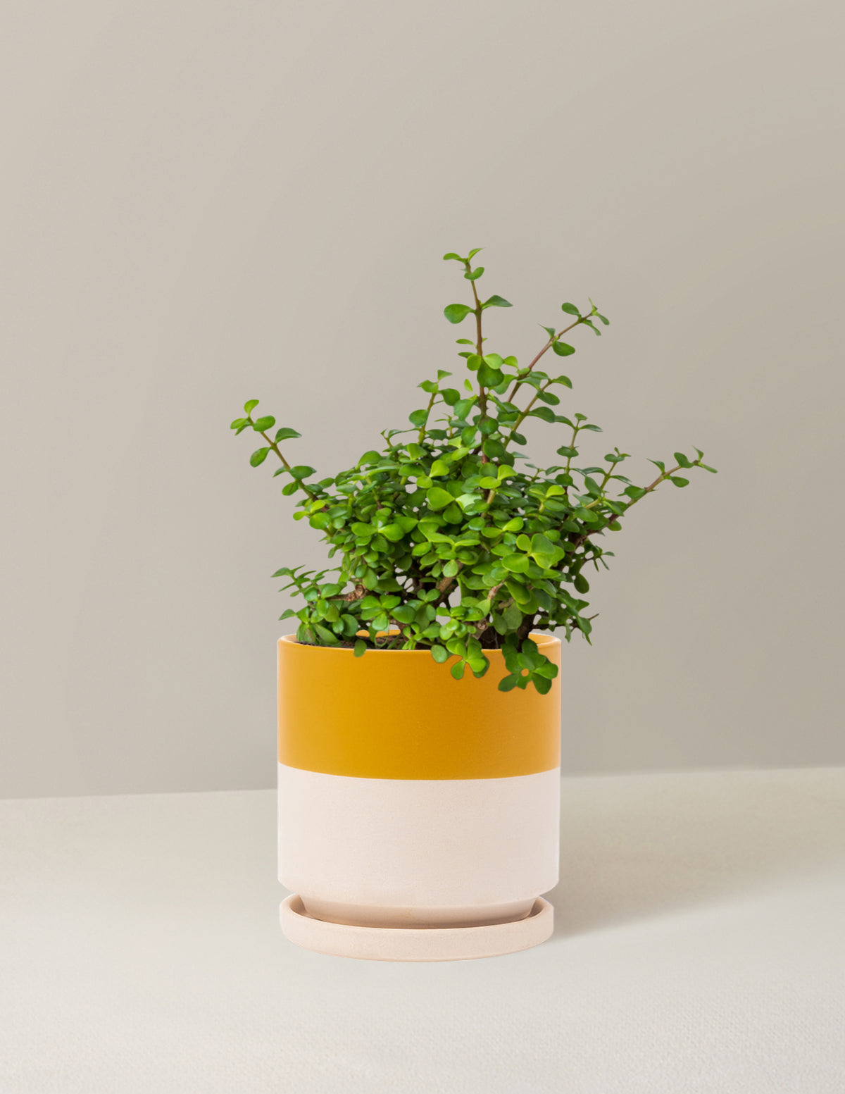 Elephant Bush Prosperity Plant