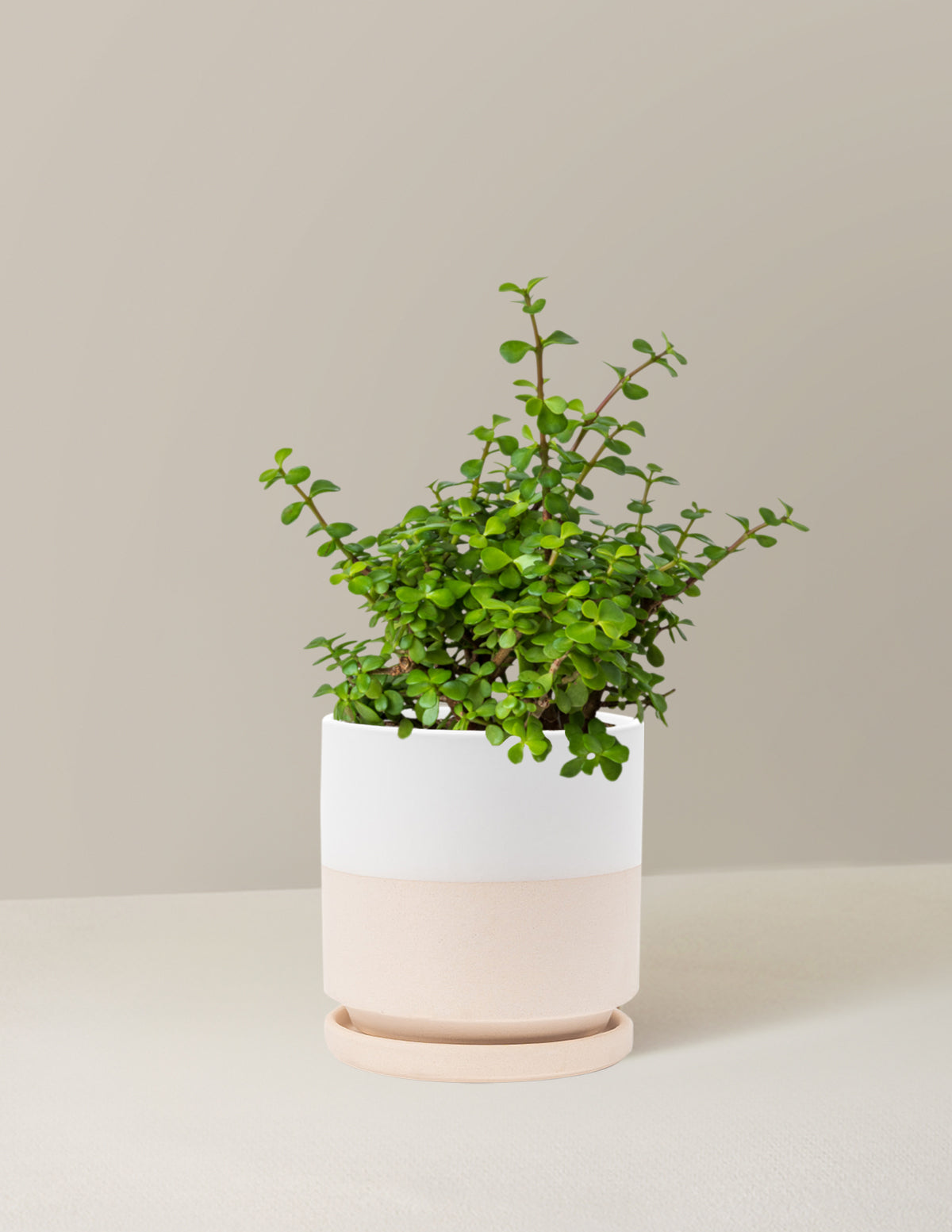 Elephant Bush Prosperity Plant