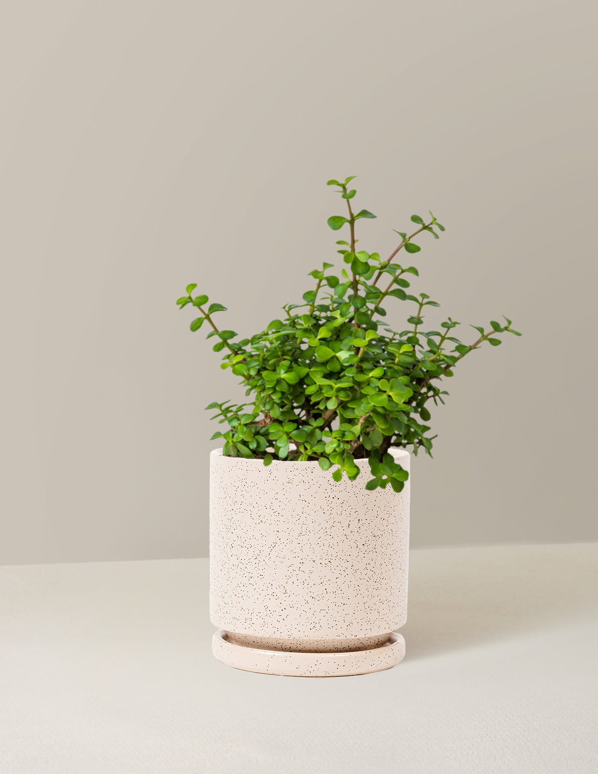 white elephant succulent Elephant Bush Prosperity Plant with Planter - Medium (6-8" tall) Black Planter