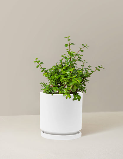 plant pot bushes Elephant Bush Prosperity Plant with Planter - Medium (6-8" tall) Black Planter