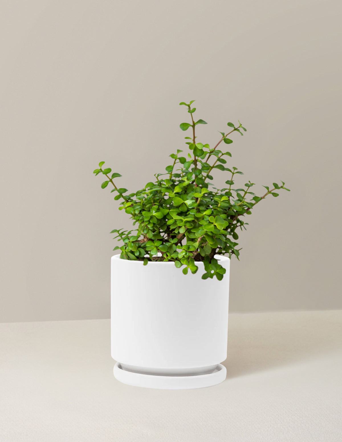 Elephant Bush Prosperity Plant