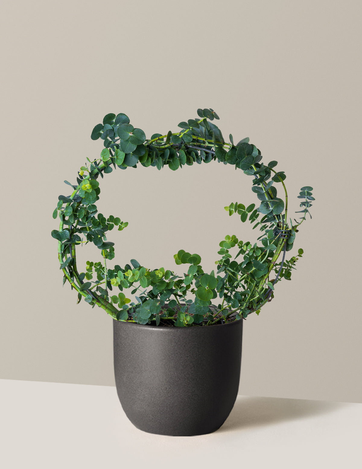 Potted Live Eucalyptus Hoop