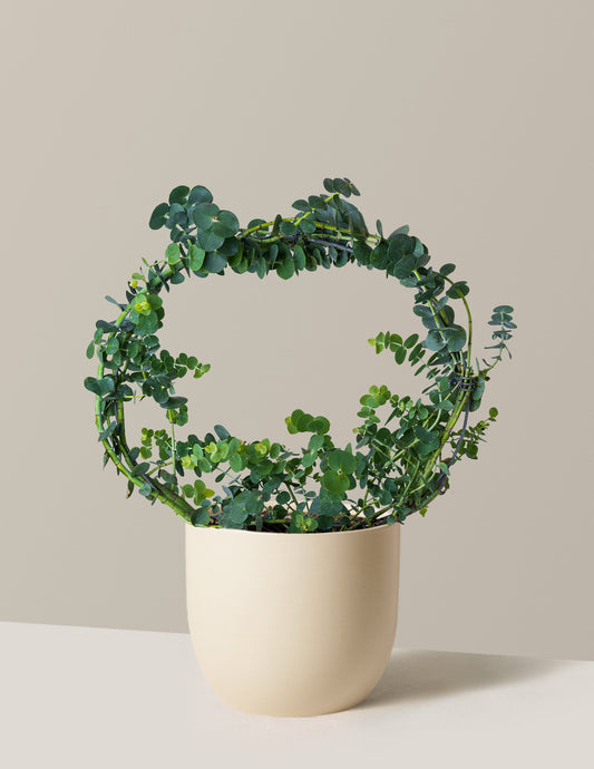 Potted Live Eucalyptus Hoop