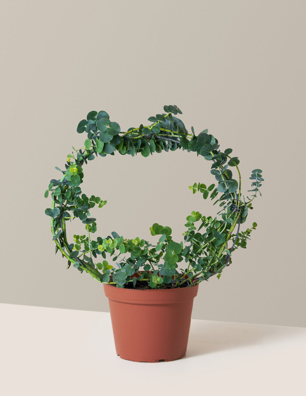 bundle | Medium | Grow Pot