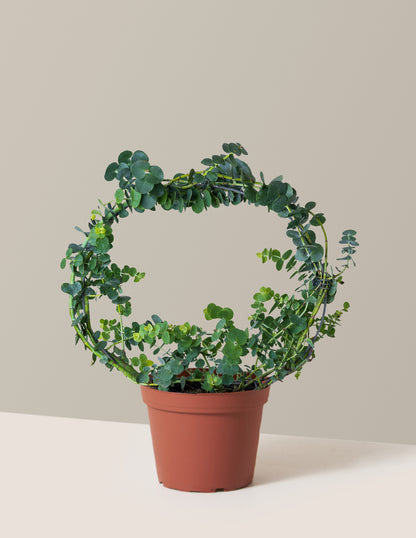 Potted Live Eucalyptus Hoop