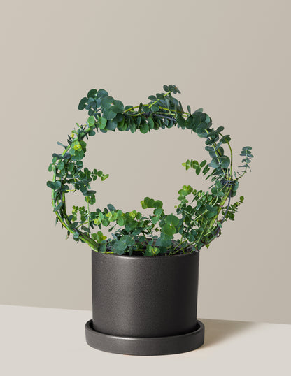 Potted Live Eucalyptus Hoop