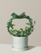 bundle | Medium | Hyde | Mint