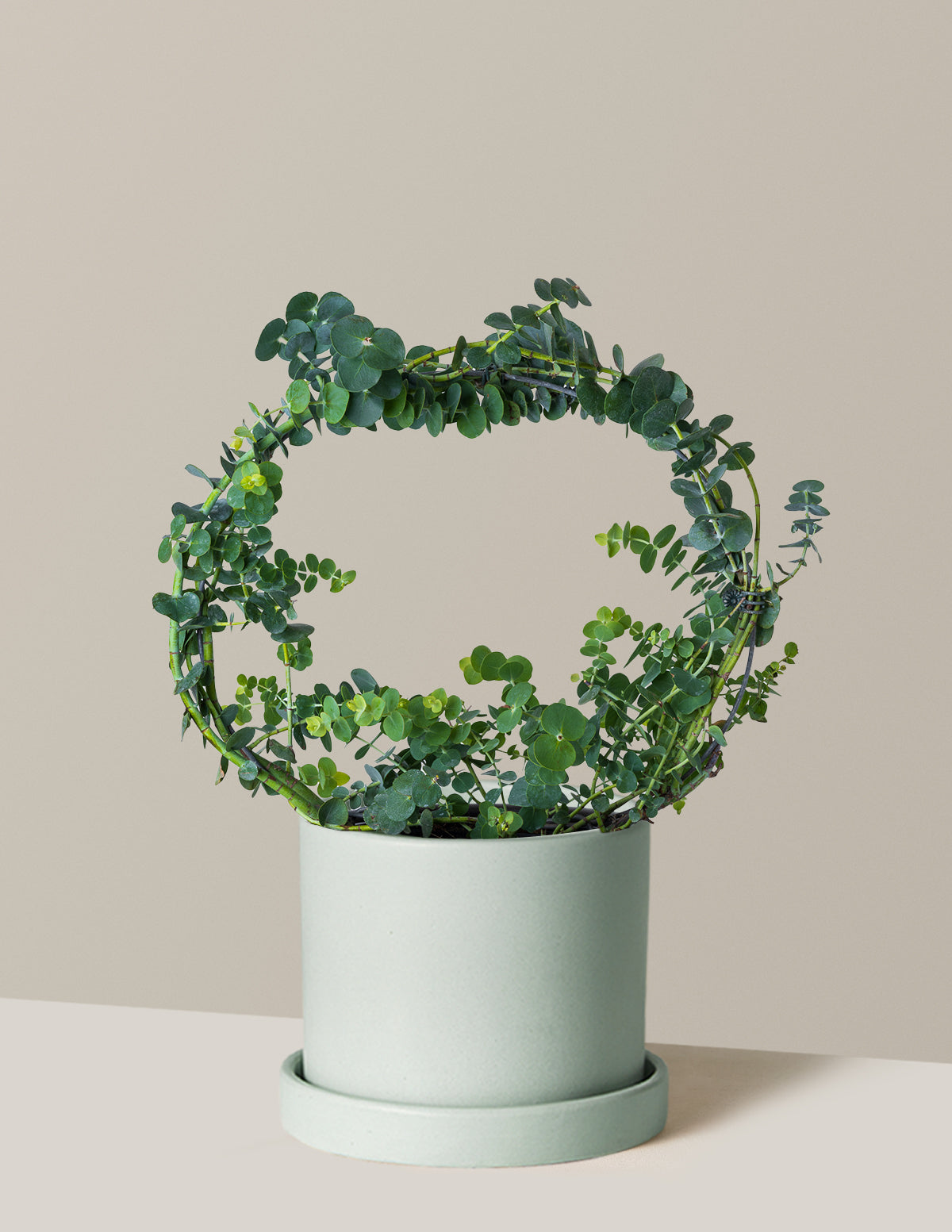 Potted Live Eucalyptus Hoop