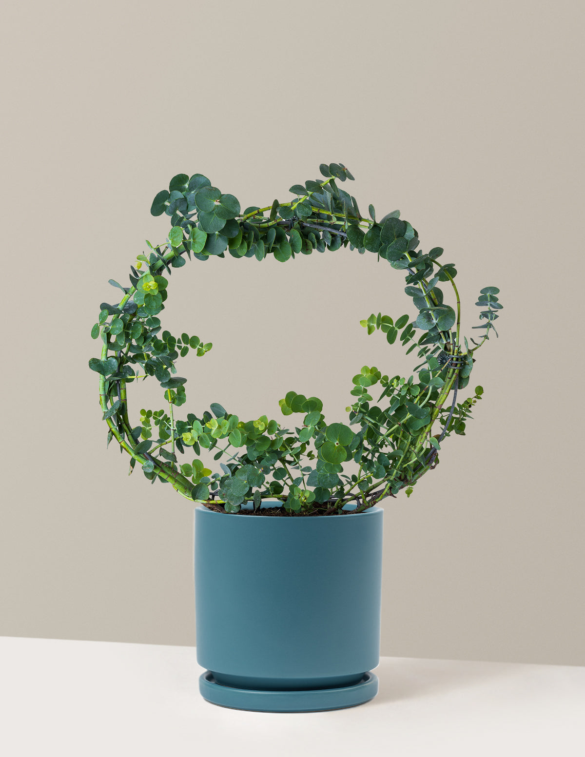 pot eucalyptus plant Potted Live Eucalyptus Hoop
