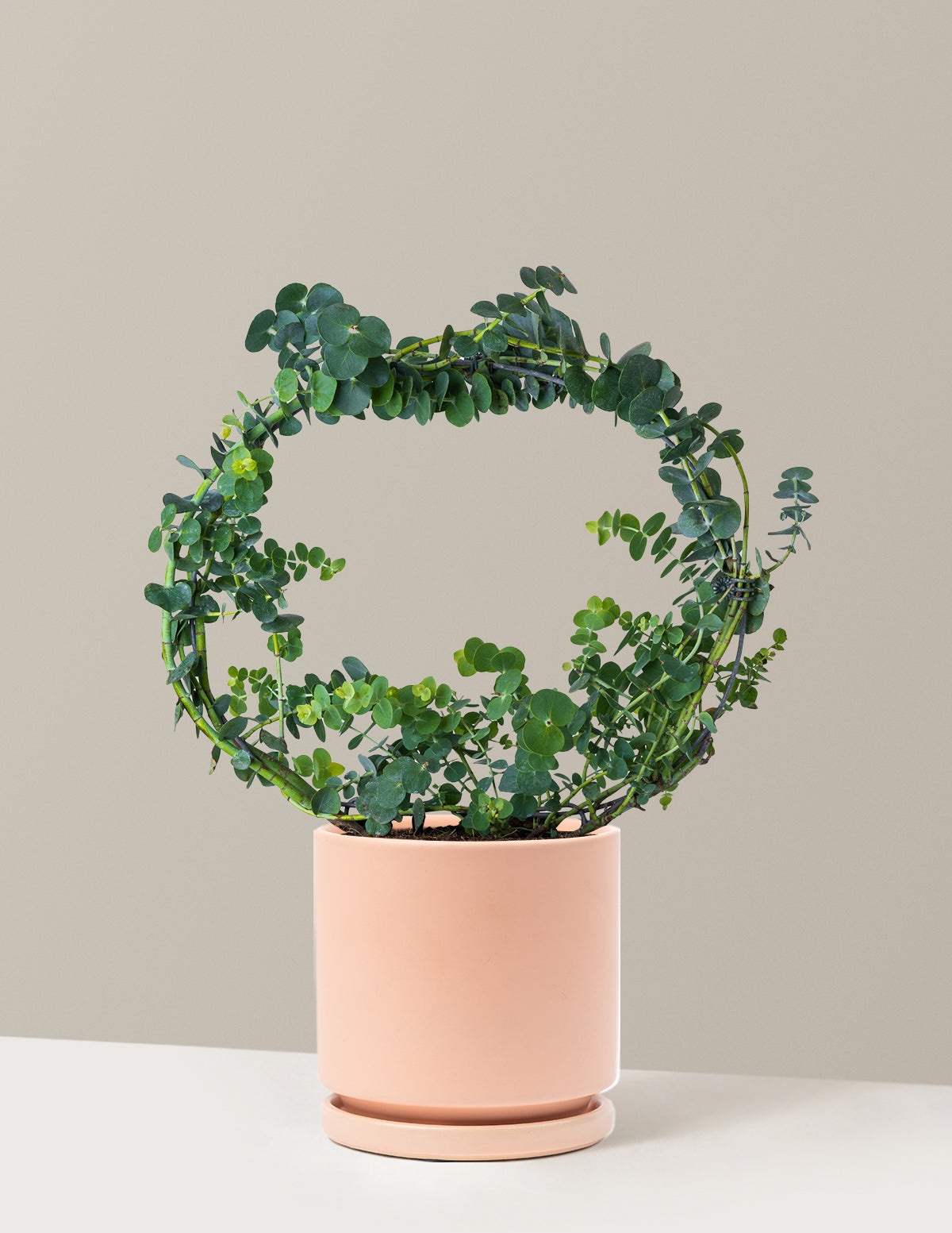 Potted Live Eucalyptus Hoop