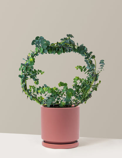 Potted Live Eucalyptus Hoop