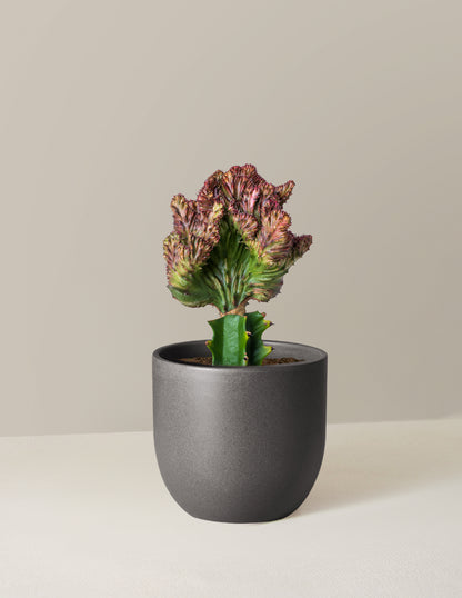 Mermaid Tail Cactus
