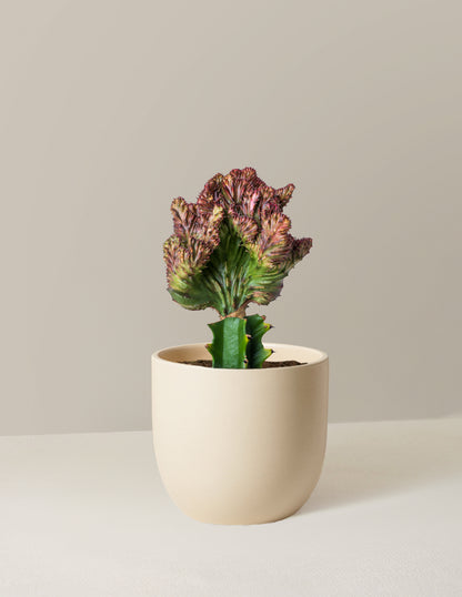 Mermaid Tail Cactus