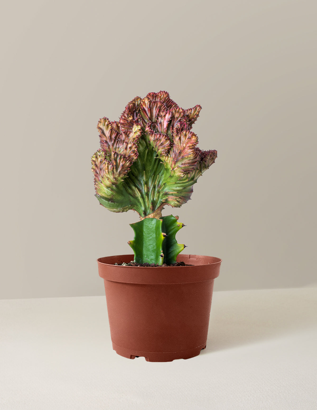 Mermaid Tail Cactus