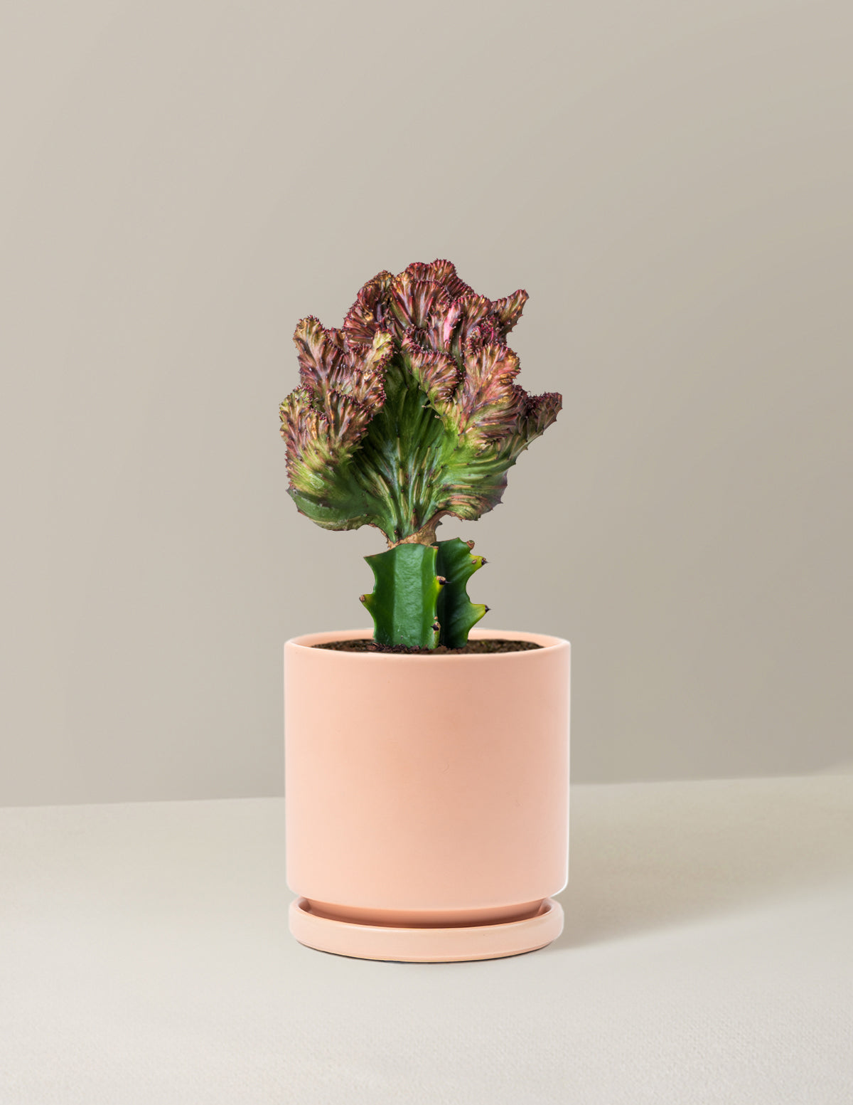 Mermaid Tail Cactus