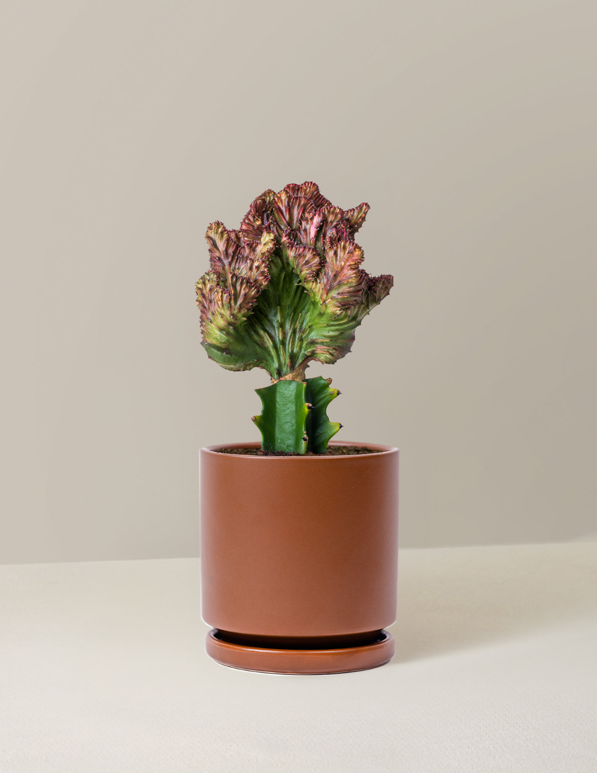 Mermaid Tail Cactus