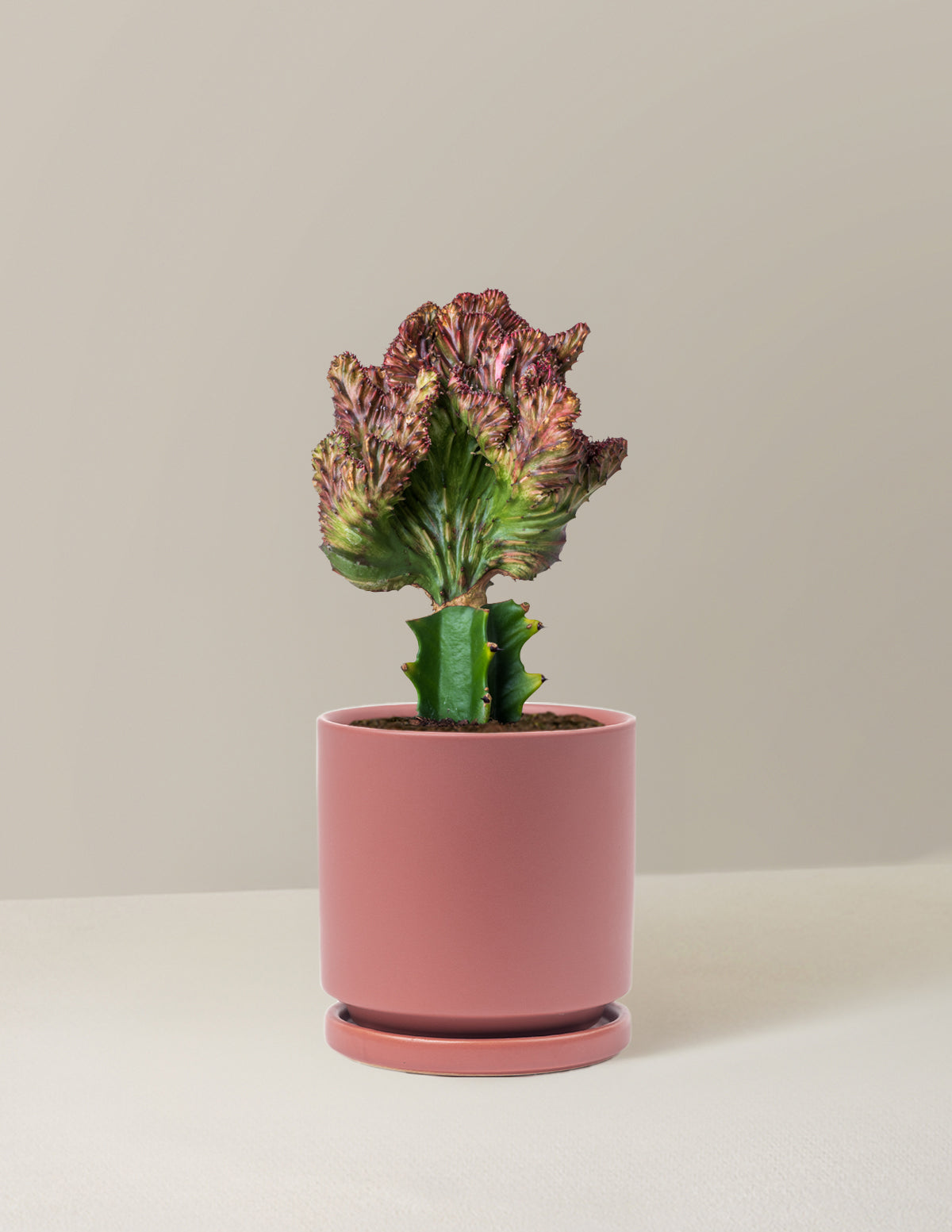 bundle | Red | Isabella | Dusty Rose