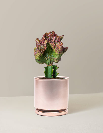 Mermaid Tail Cactus