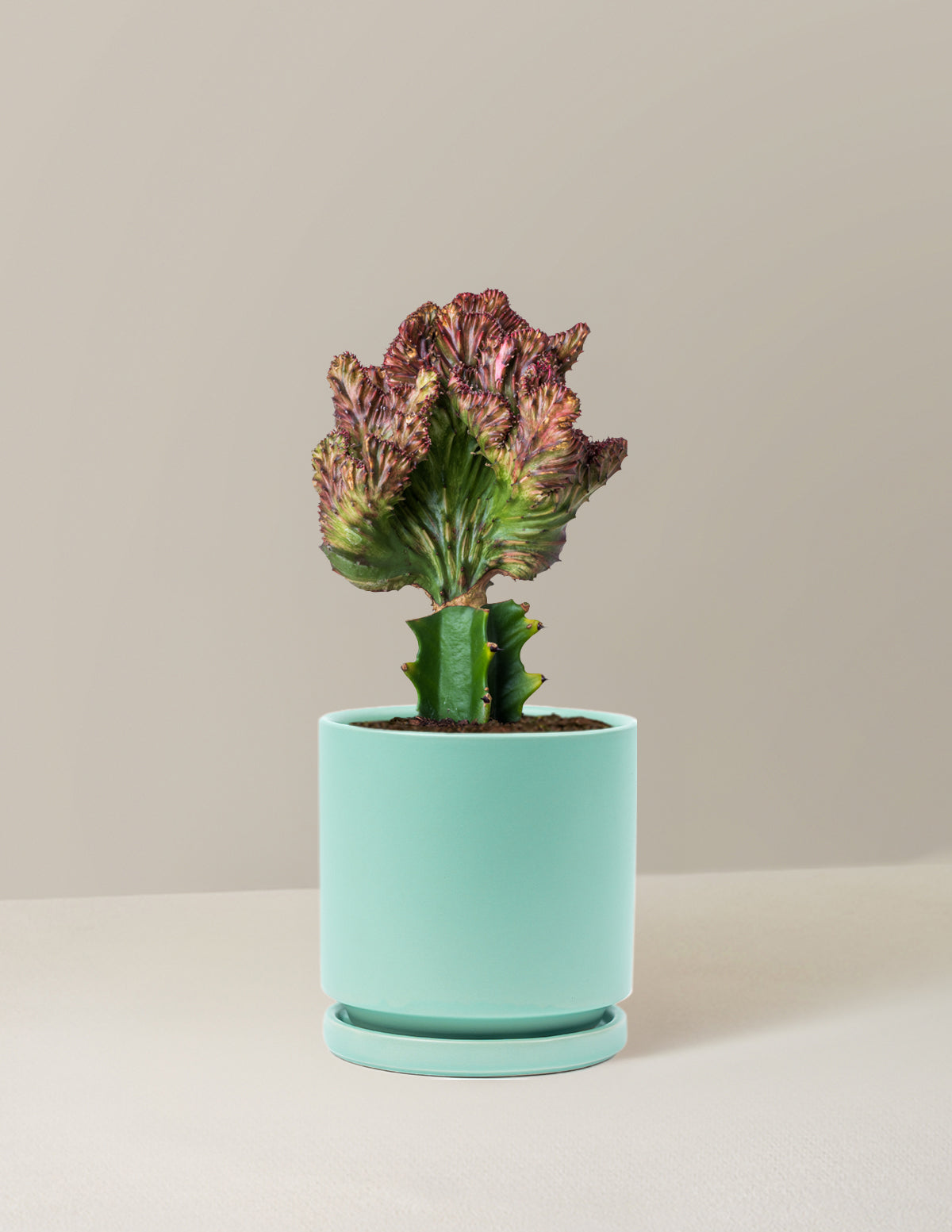 Mermaid Tail Cactus