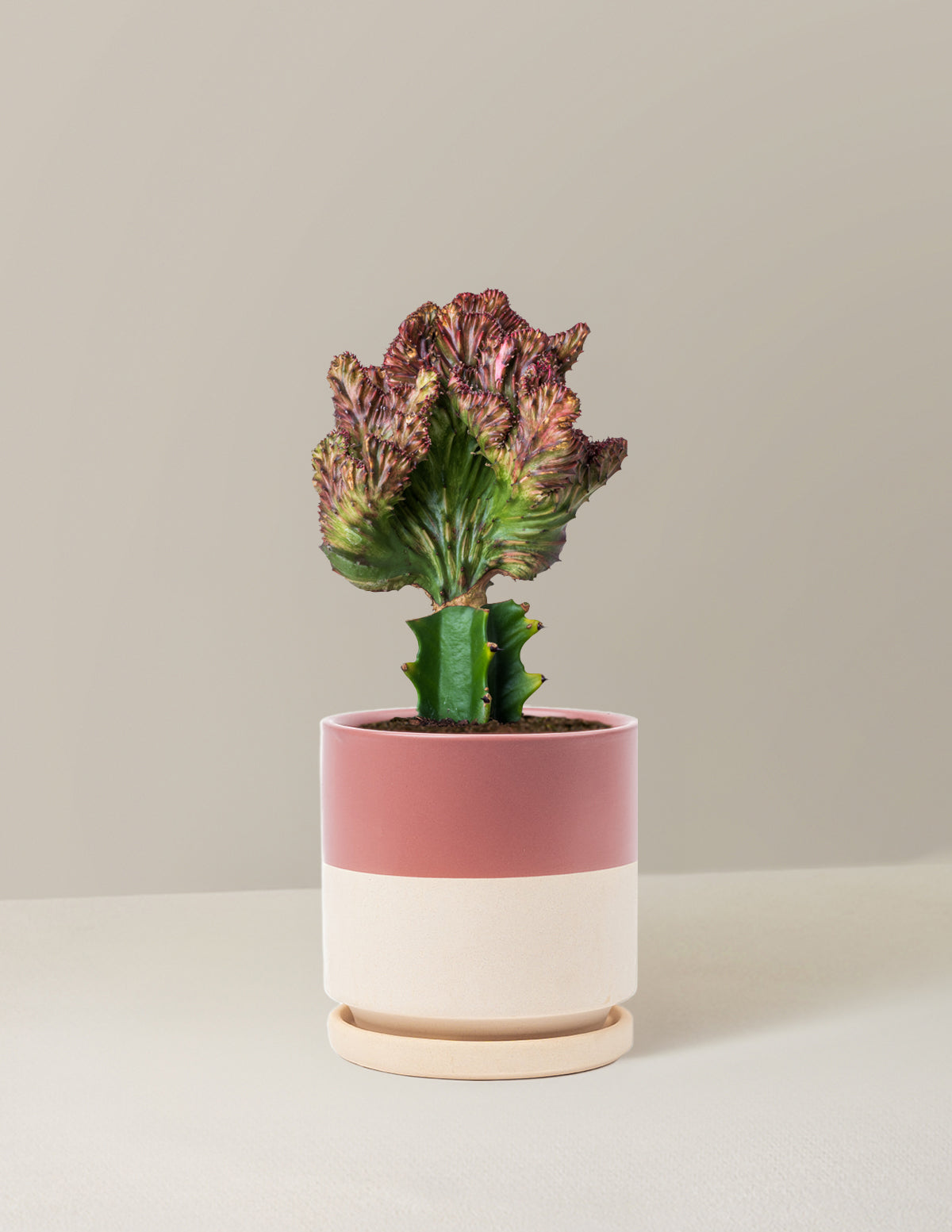 Mermaid Tail Cactus