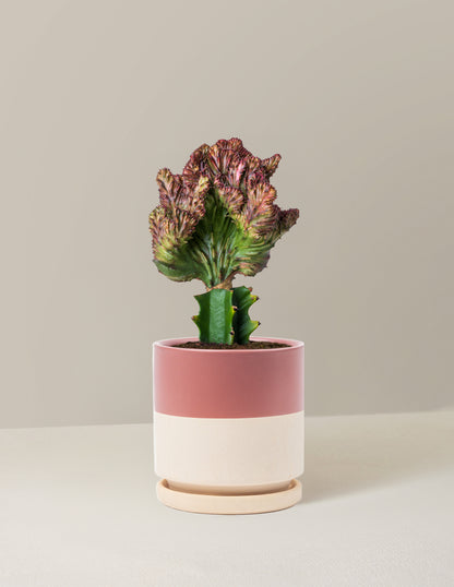Mermaid Tail Cactus