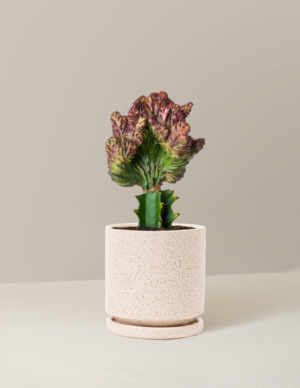 Mermaid Tail Cactus