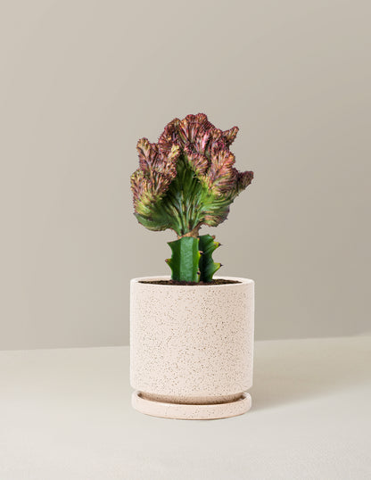 Mermaid Tail Cactus