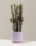 bundle | Medium | Isabella | Lavender