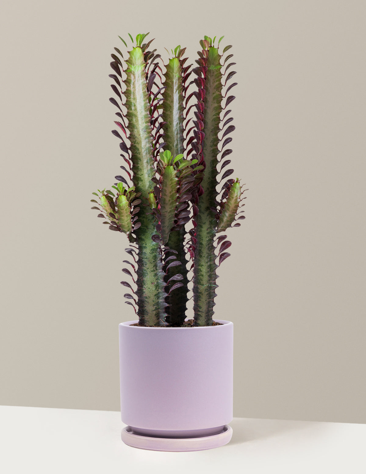 bundle | Medium | Isabella | Lavender