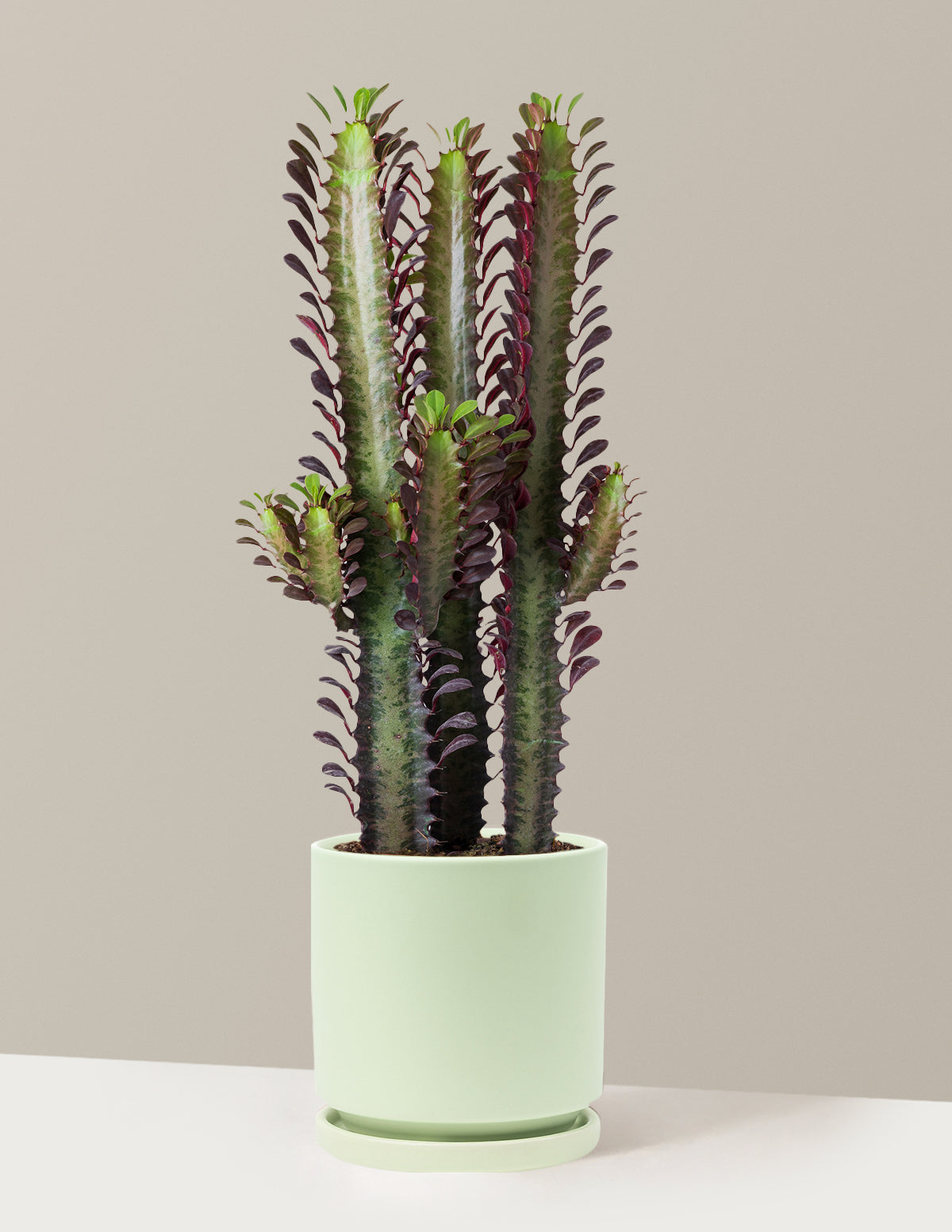 bundle | Medium | Isabella | Sage
