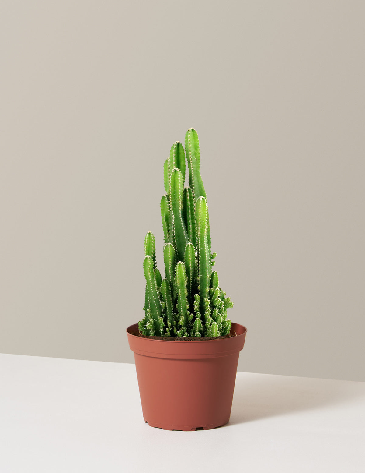 bundle | Medium | Grow Pot