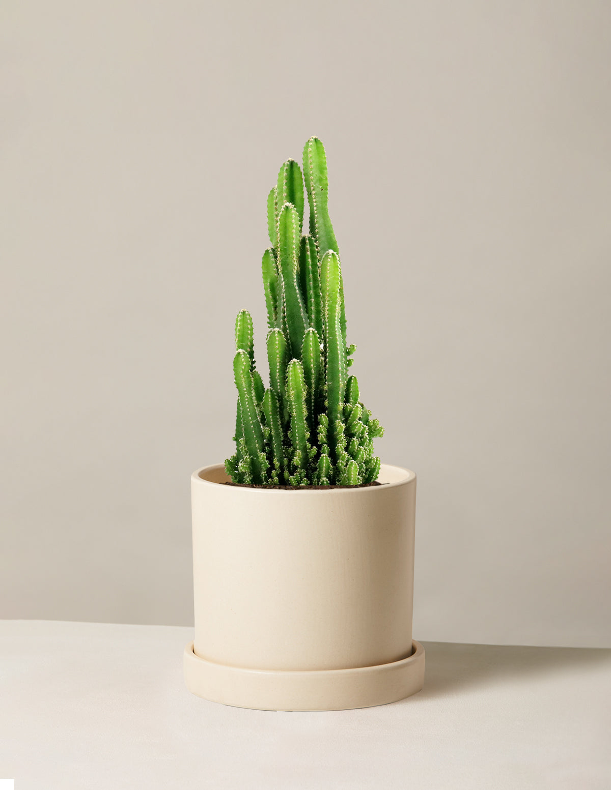 files/the-sill_Medium-Fairy-Castle-Cactus_Medium_Hyde_Cream_Variant.jpg
