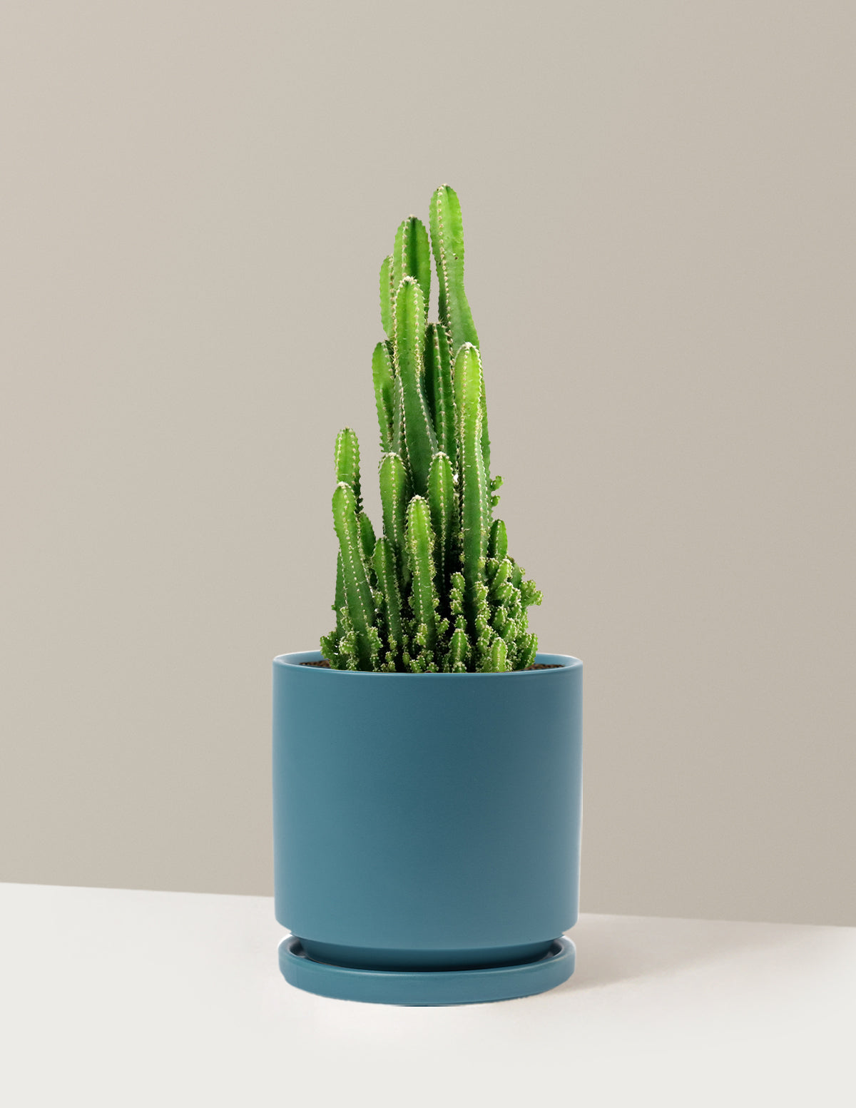 Fairy Castle Cactus