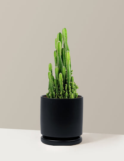 Fairy Castle Cactus