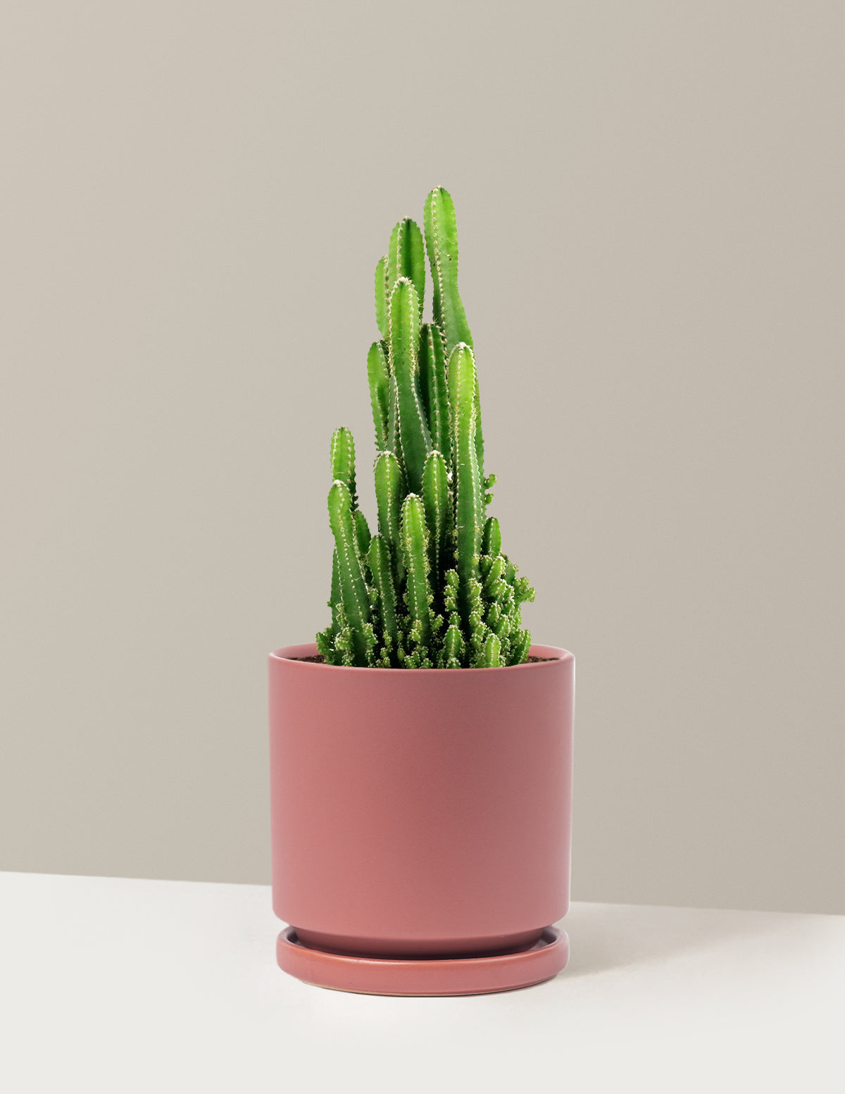 Fairy Castle Cactus