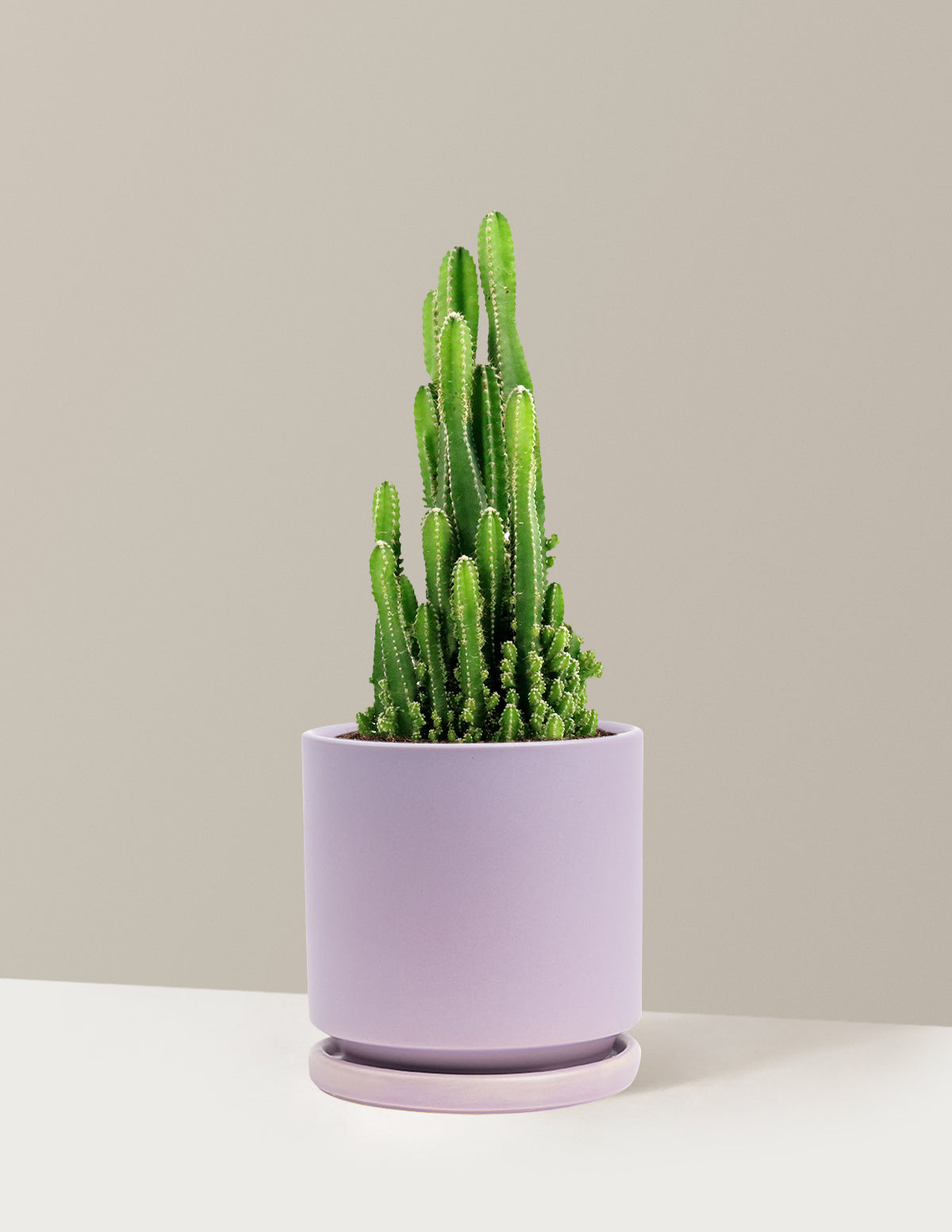bundle | Medium | Isabella | Lavender