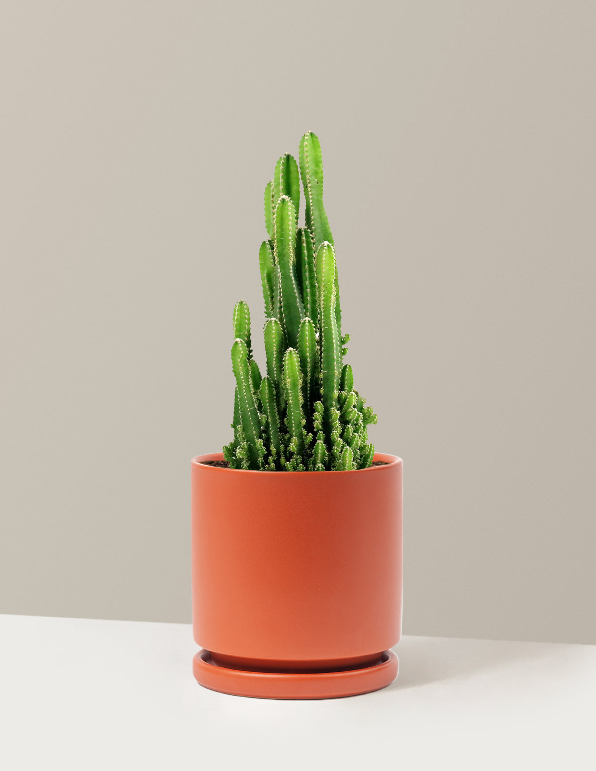 Fairy Castle Cactus