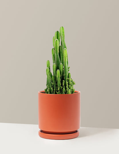 Fairy Castle Cactus