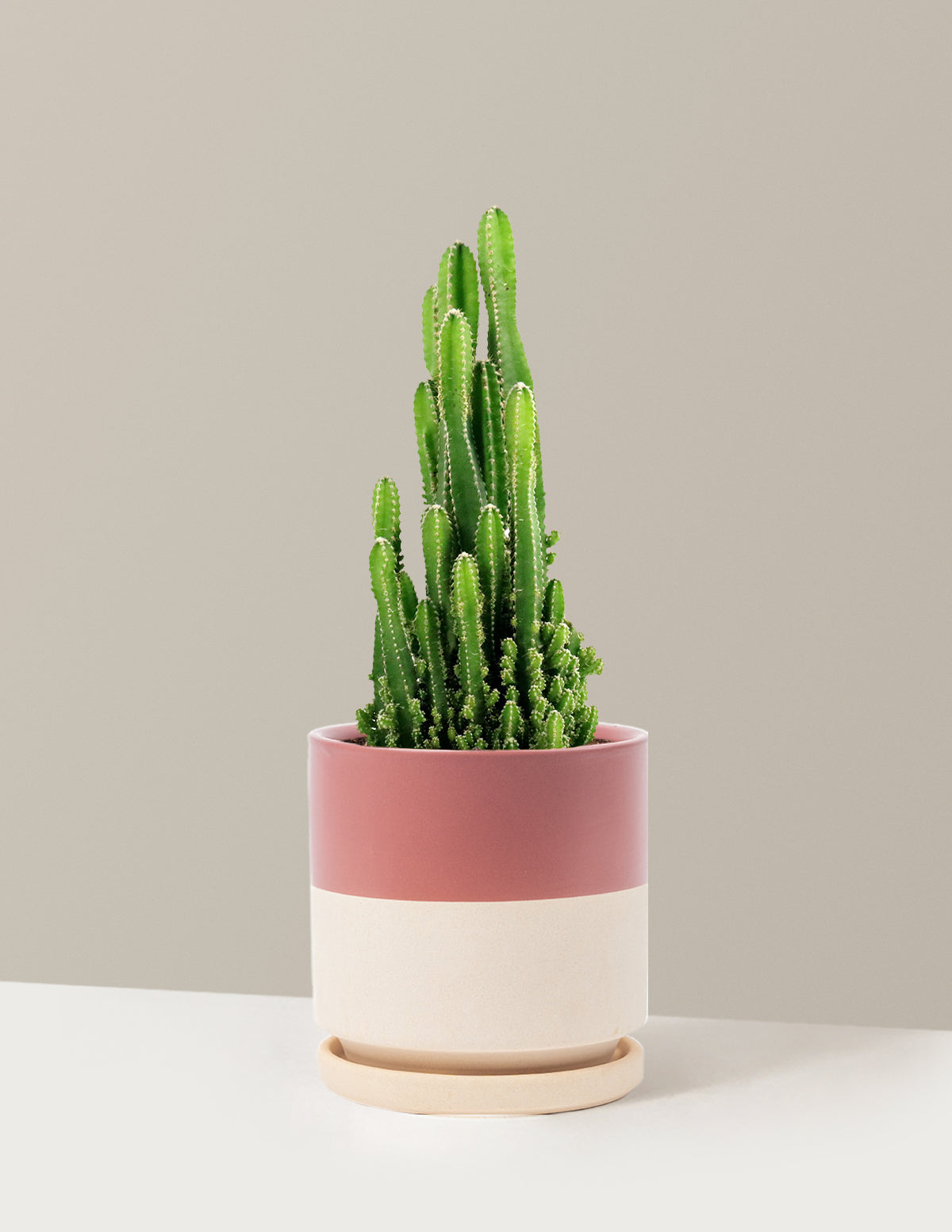 bundle | Medium | Isabella | Half Dusty Rose