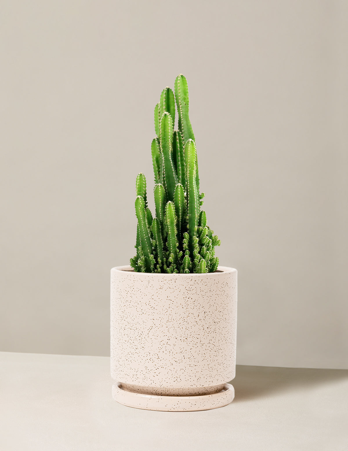 bundle | Medium | Isabella | White Sesame