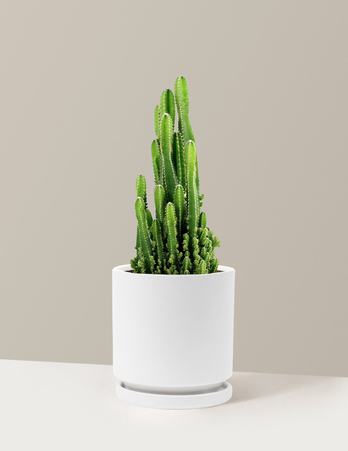 castle plant pot Fairy Castle Cactus | Houseplants for Delivery