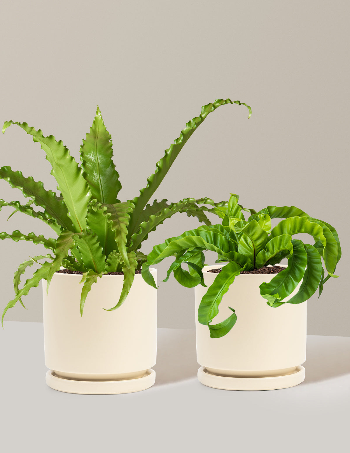 Fern Friends Duo